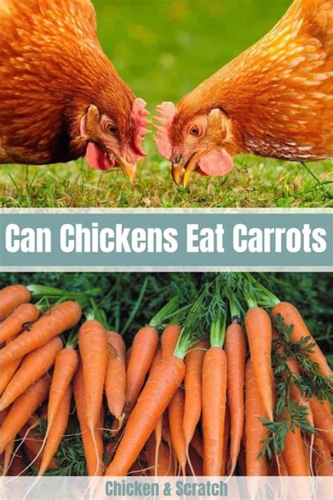 Sep 12, 2022 · Yes! Chickens can consume uncooked carrots and they are safe to eat. While it takes work on your part, chickens will appreciate you shredding their carrots first. If you throw a whole carrot into a chicken’s feeding area, they will peck at it but it will be difficult for them to eat. If you want to keep your chickens occupied, whole carrots ... 